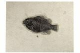 Fossil Fish (Cockerellites) - Green River Formation #189299-1